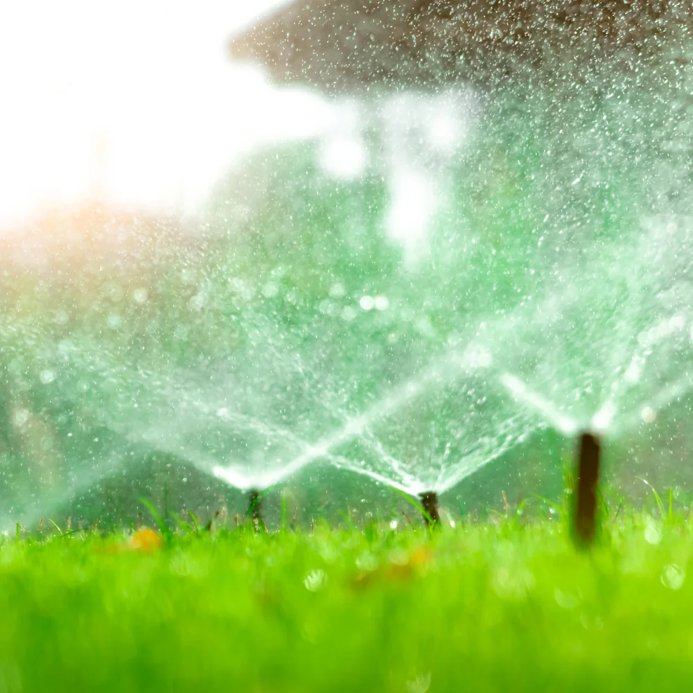 Sprinkler watering an established lawn